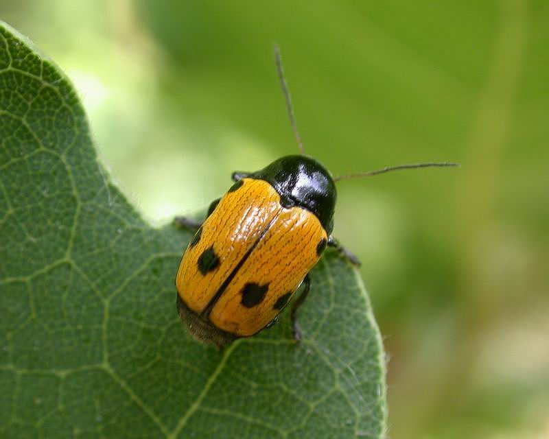 Chrysomelidae